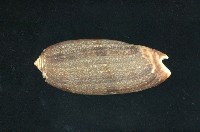 藏品(榧螺)的圖片